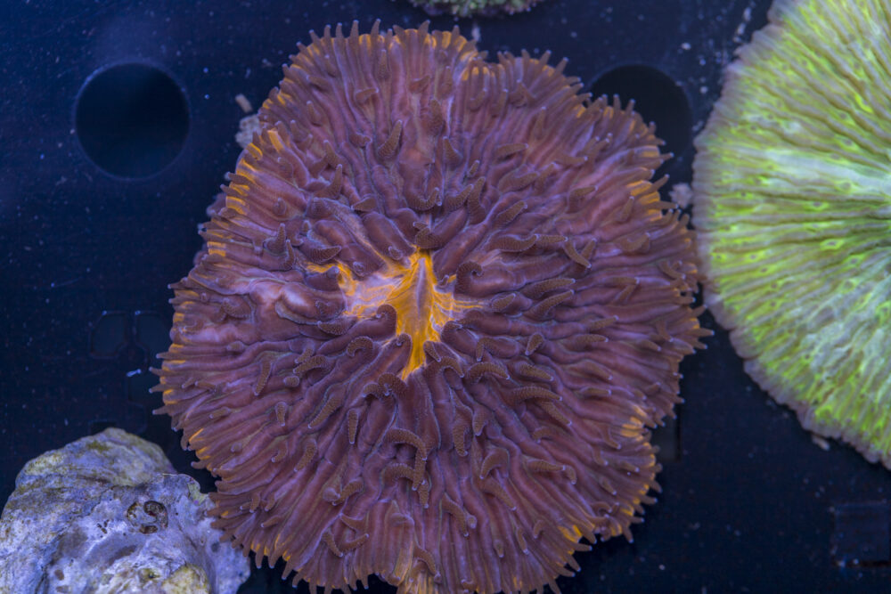 Fungia