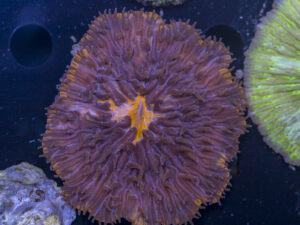 Fungia