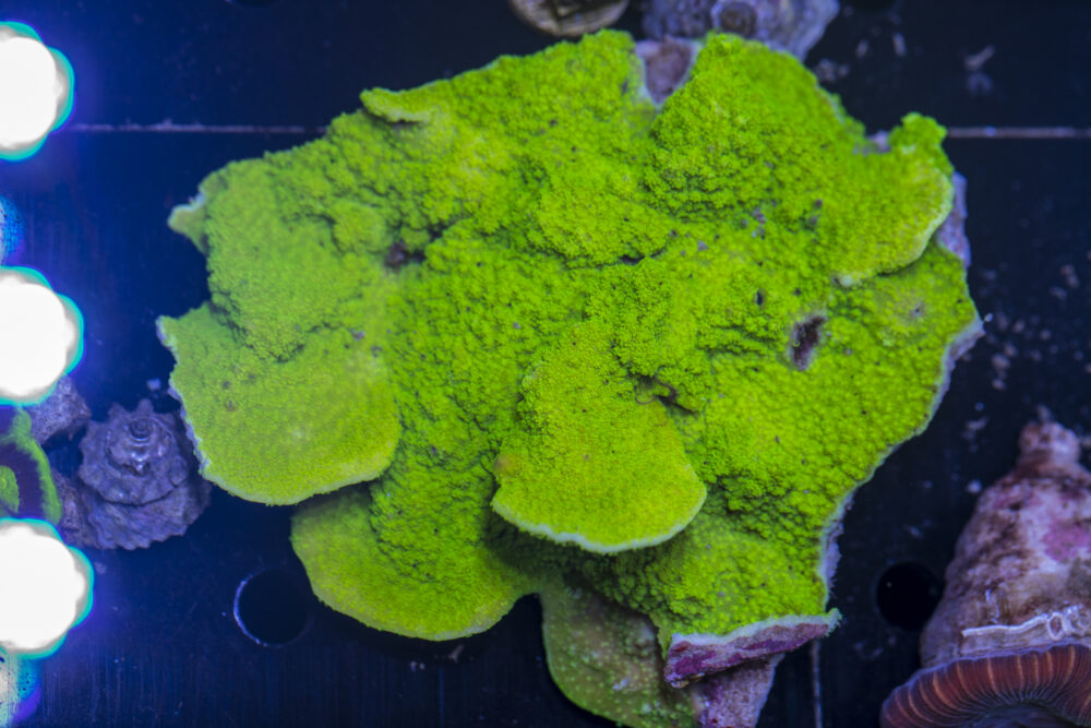 Montipora