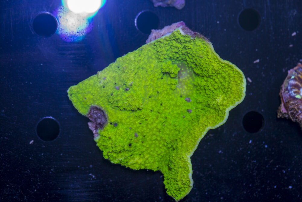 Montipora
