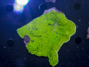 Montipora