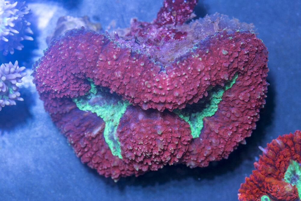 Symphyllia