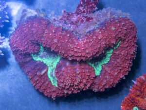 Symphyllia