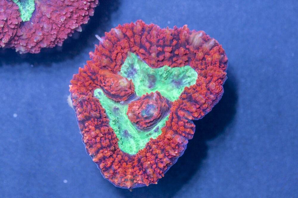 Symphyllia