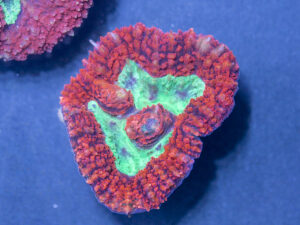 Symphyllia