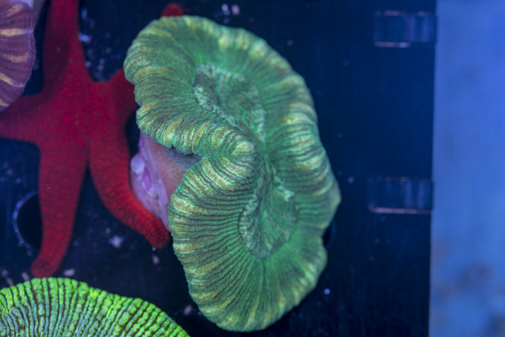 Trachyphyllia