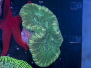 Trachyphyllia
