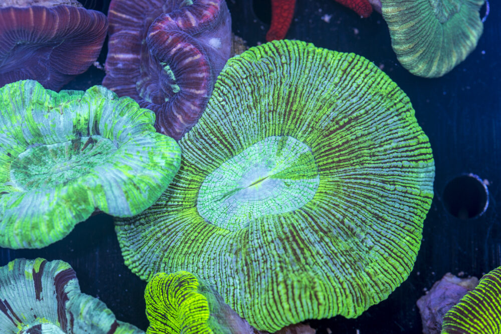 Trachyphyllia