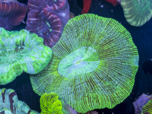 Trachyphyllia