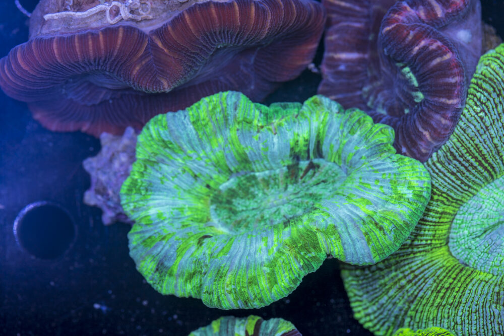 Trachyphyllia