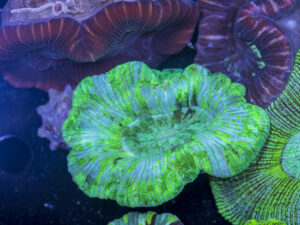 Trachyphyllia