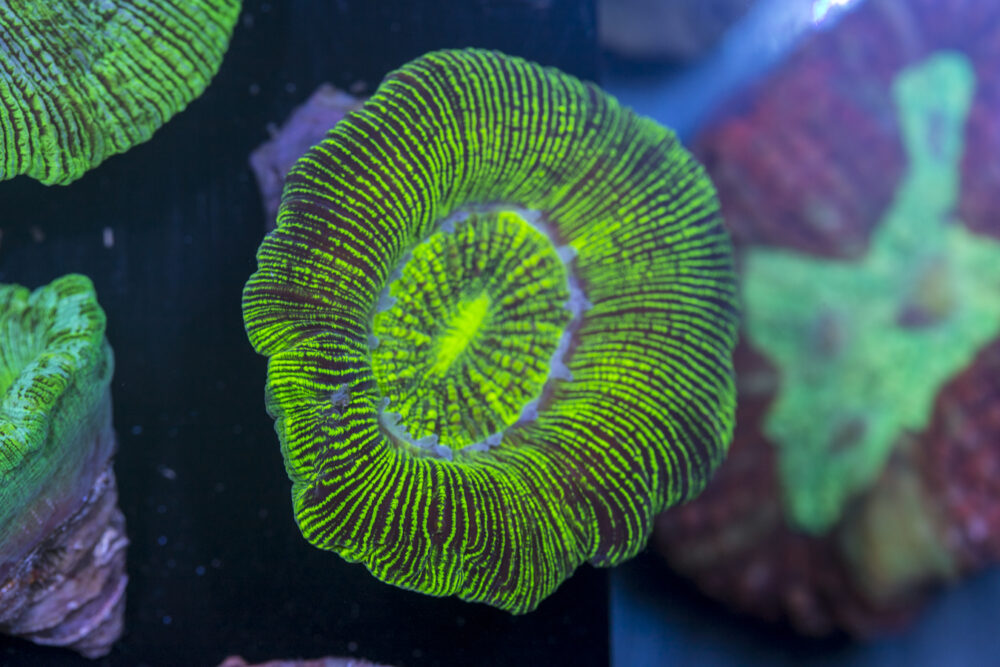 Trachyphyllia