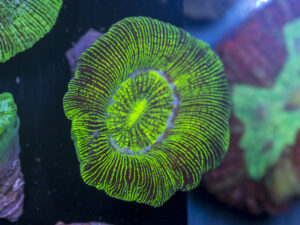 Trachyphyllia