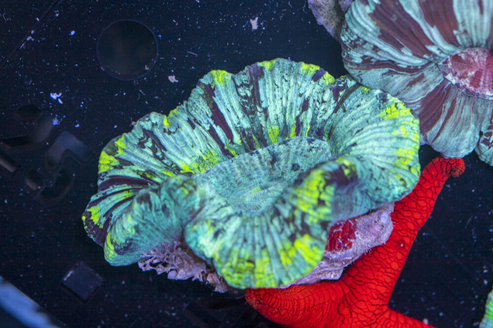 Trachyphyllia