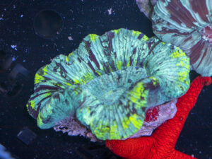 Trachyphyllia
