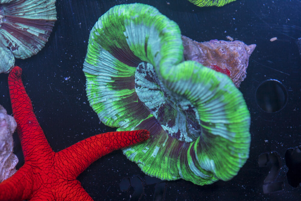 Trachyphyllia