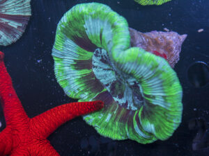 Trachyphyllia