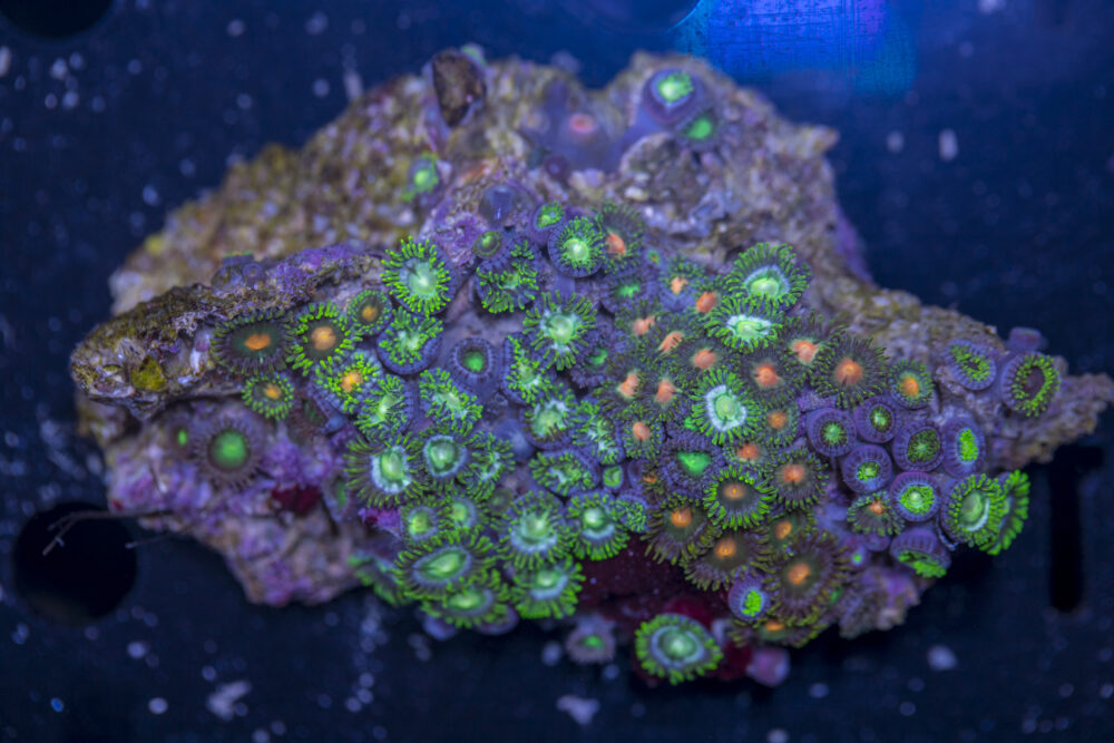 Zoanthids