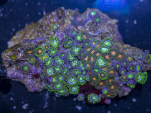 Zoanthids