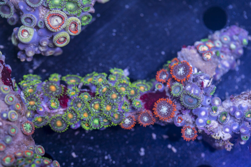Zoanthids