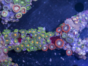 Zoanthids