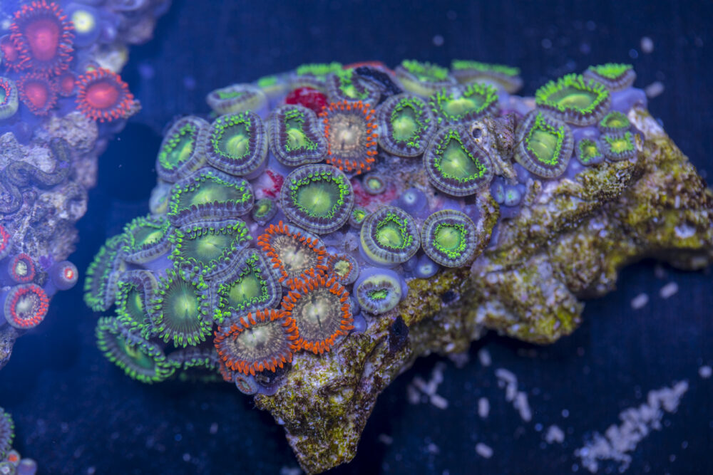 Zoanthids