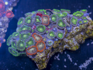 Zoanthids