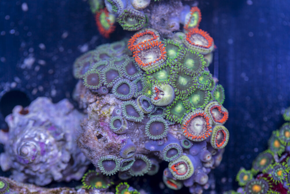 Zoanthids
