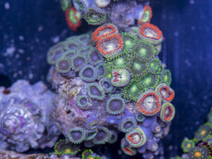 Zoanthids