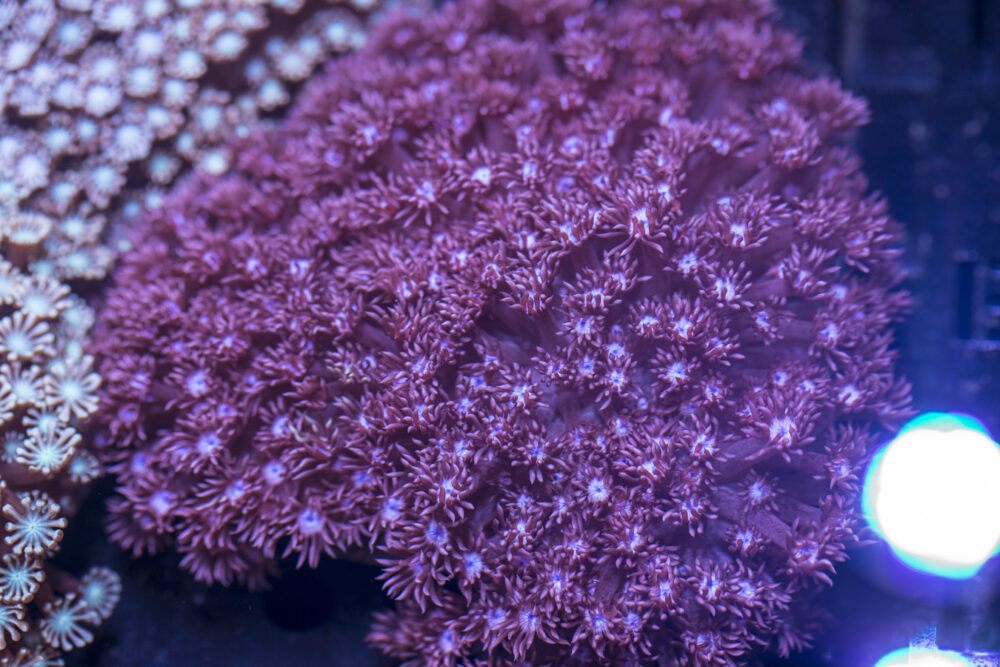 Goniopora