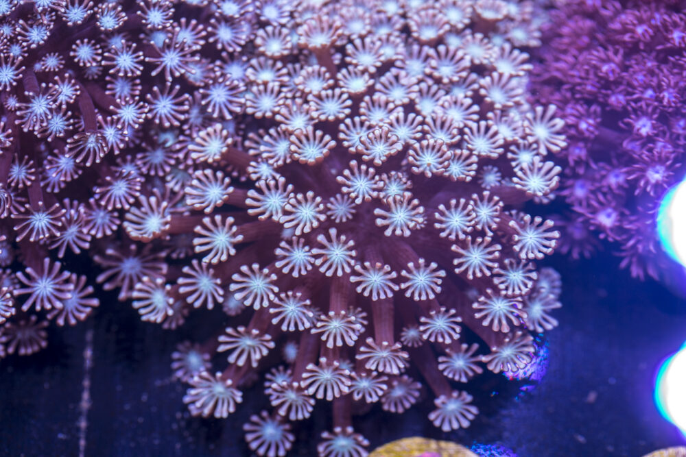 Alveopora