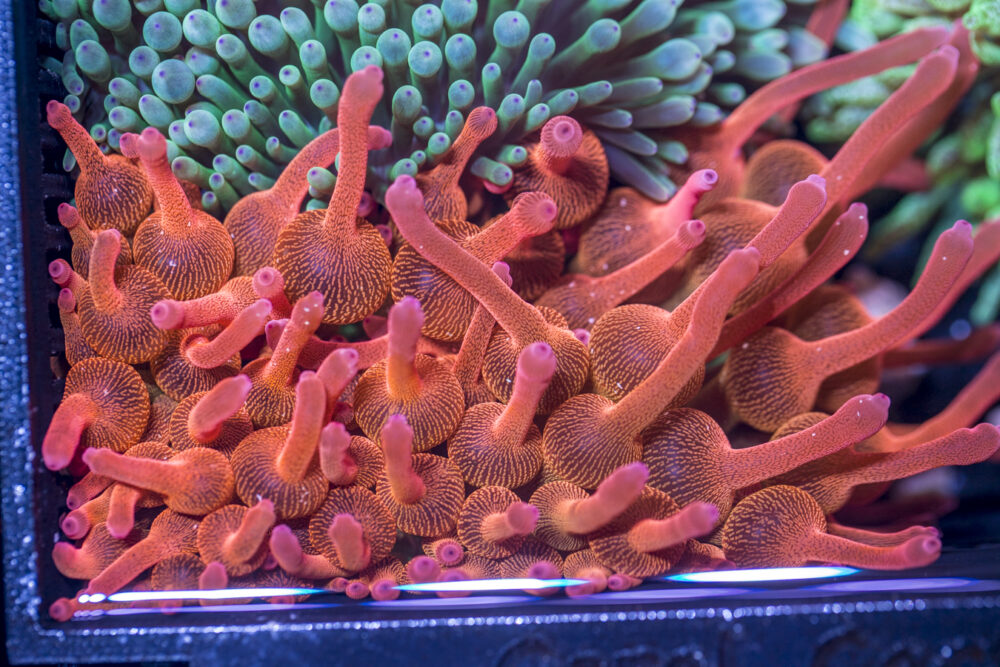 Bubble Tip Anemone - Forest Fire