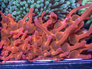 Bubble Tip Anemone - Forest Fire