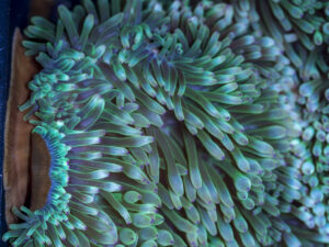Bubble Tip Anemone