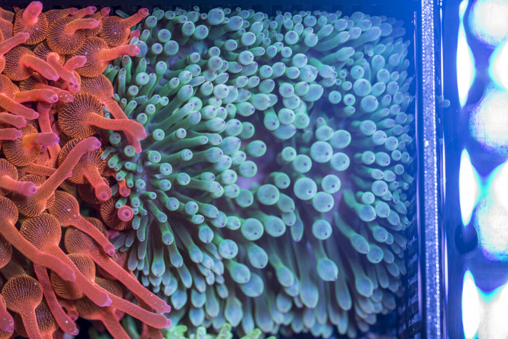 Bubble Tip Anemone