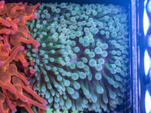 Bubble Tip Anemone