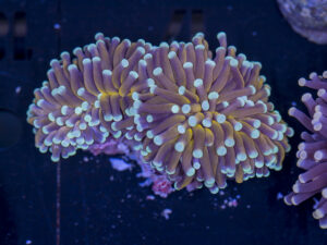 Torch - Mint Tip Gold