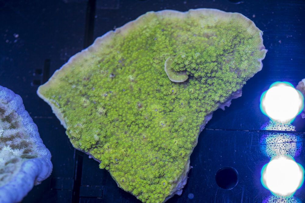 Montipora - Scrolling