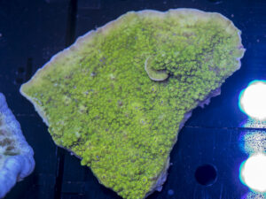 Montipora - Scrolling