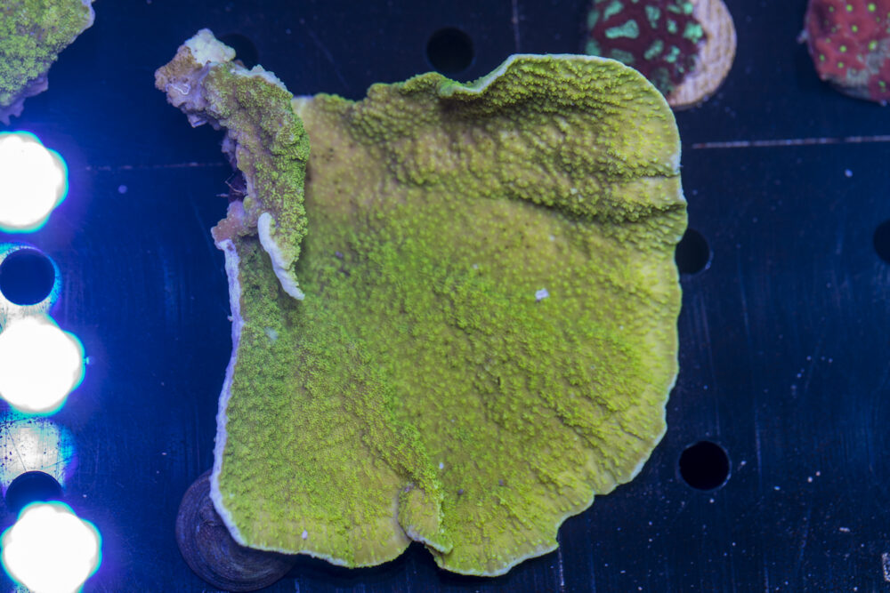 Montipora - Scrolling