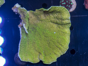 Montipora - Scrolling