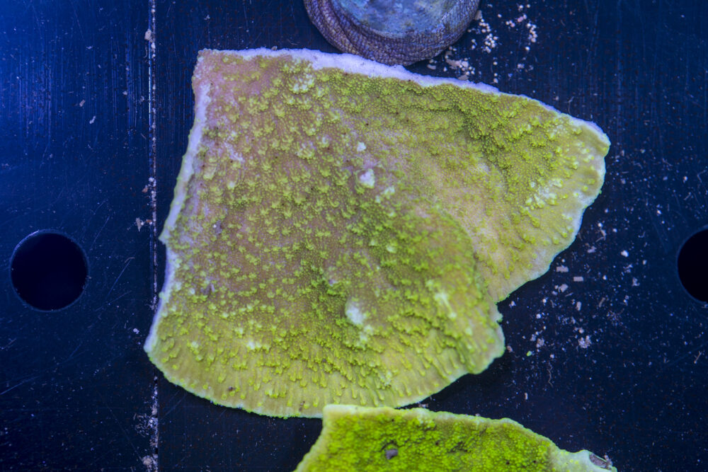 Montipora - Scrolling