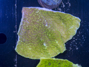 Montipora - Scrolling