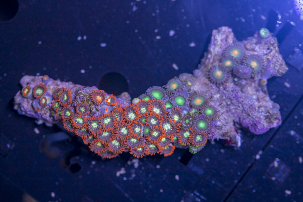 Zoanthids