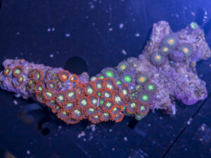 Zoanthids