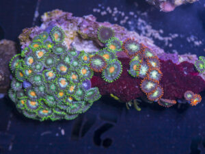 Zoanthids