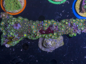 Zoanthids