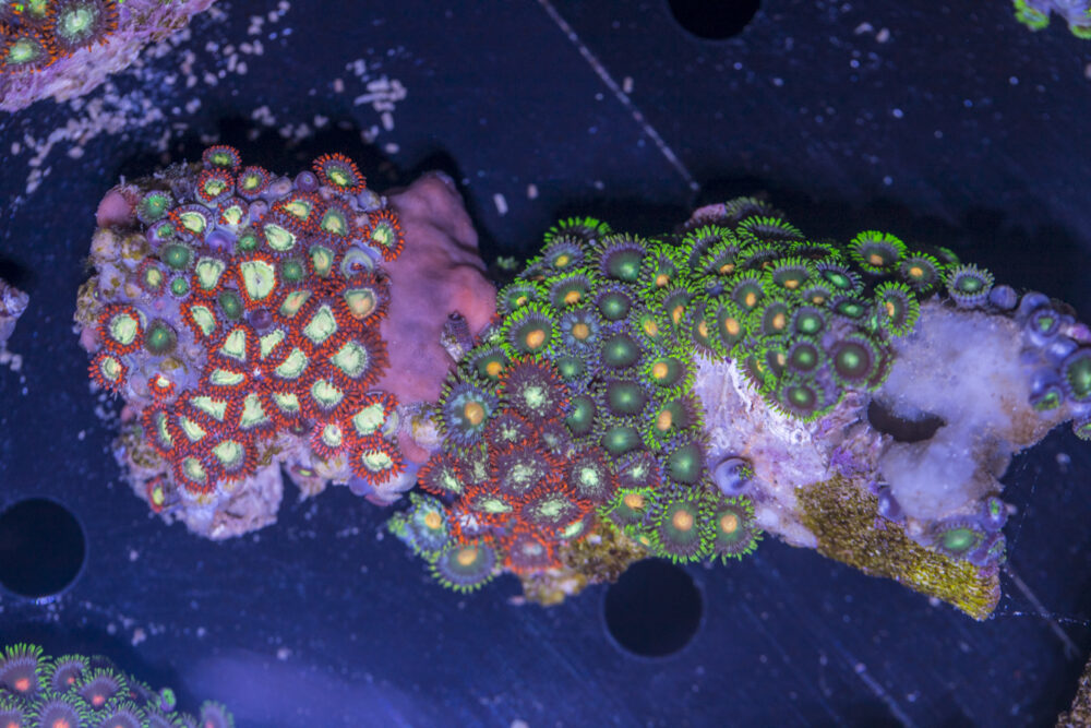 Zoanthids