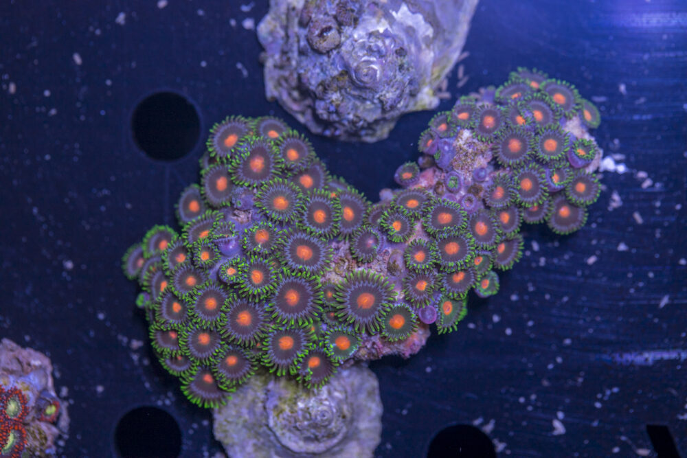 Zoanthids