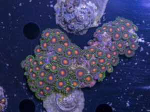 Zoanthids